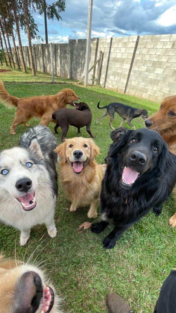 Perros mirando a la cámara